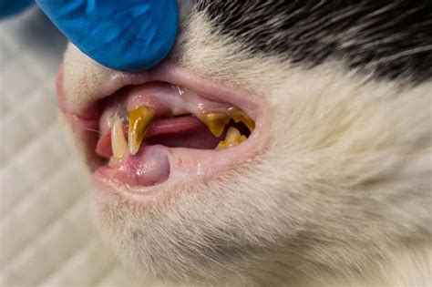 Cat tooth extraction cost. Things To Know About Cat tooth extraction cost. 